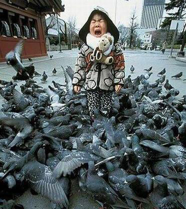  ภาพตลก นกเกรียน จากทั่วโลก