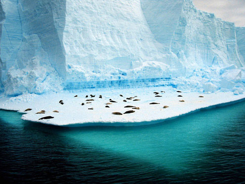 แอนตาร์กติกา ดินแดนที่หนาวที่สุดในโลก