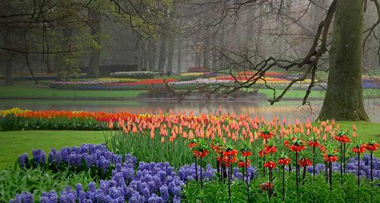 Keukenhof สวนดอกไม้ที่ใหญ่ที่สุดในโลก