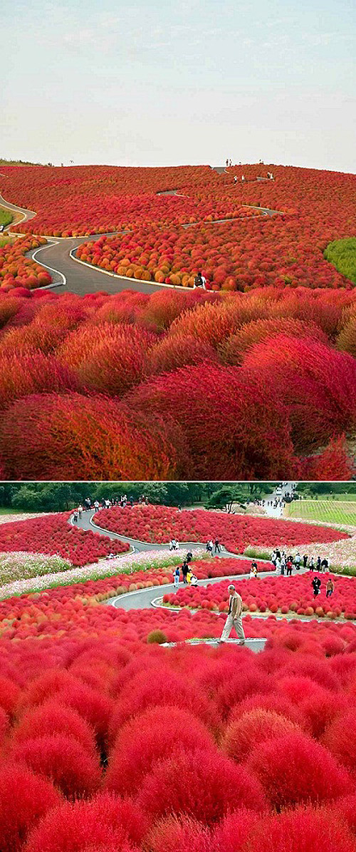 สวนดอกไม้ชื่อดัง ฮิตาชิ ซีไซด์ (Hitachi Seaside Park) แห่ง เมืองฮิตาชินากะ 