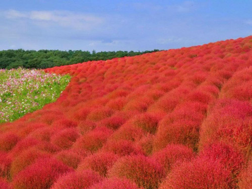  สวนดอกไม้ชื่อดัง ฮิตาชิ ซีไซด์ แห่ง เมืองฮิตาชินากะ 