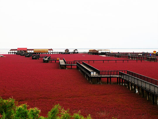 หาดสีแดง เมืองผานจิ่น