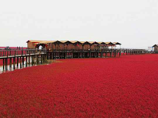 Red Beach หาดสีแดง มหัศจรรย์แห่ง เมืองผานจิ่น