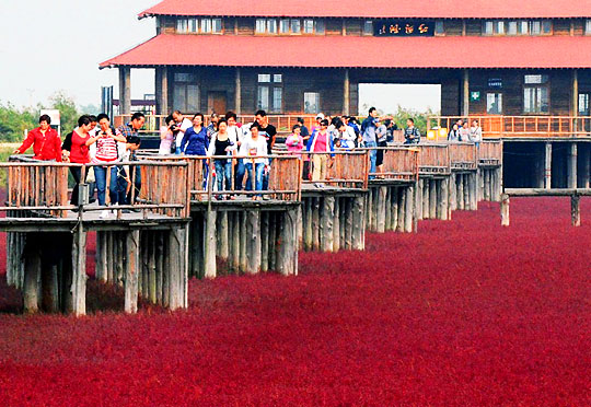 หาดสีแดง มหัศจรรย์แห่ง เมืองผานจิ่น