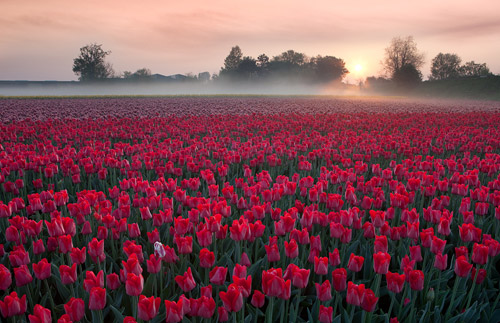 Netherlands-tulips