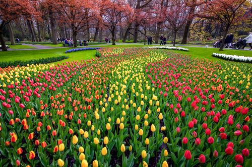 Tulips-at-Keukenhof,-Holland-by-Joe-Daniel-Price