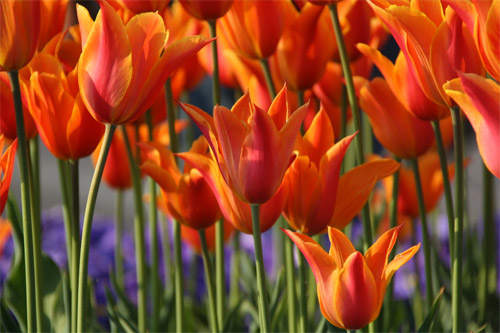 orange-tulips