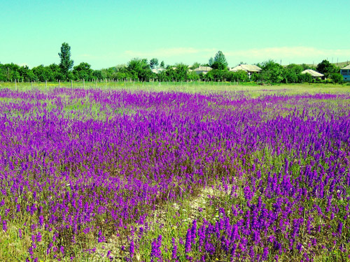 photo2-Purple-Wildflowers