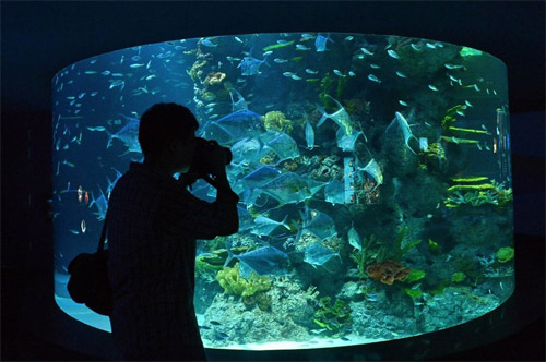 S.E.A Aquarium อะควาเรียมที่ใหญ่ที่สุดในเอเชียตะวันออกเฉียงใต้ 