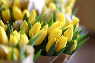 yellow-tulips