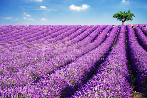 provence-lavender