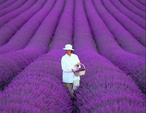 Lavender Fields. Provence, France. 