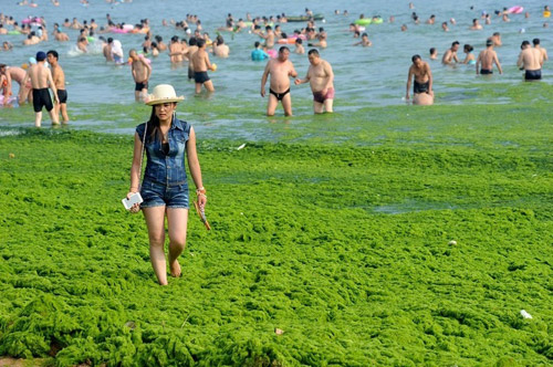 algae-china-beach-5[2]
