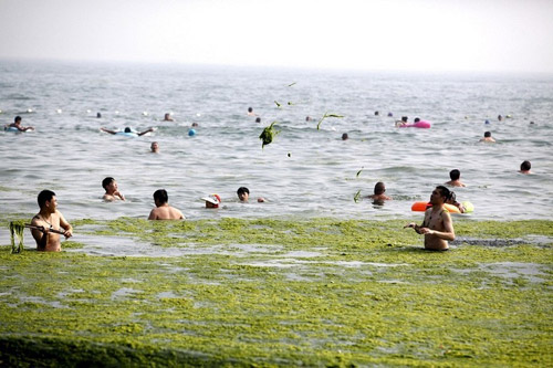 algae-china-beach-6[2]