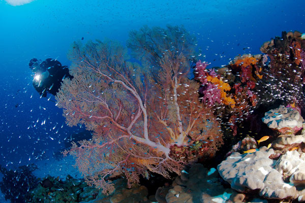 10 สถานที่ แหล่งดำน้ำ สวยที่สุดในโลก 2013