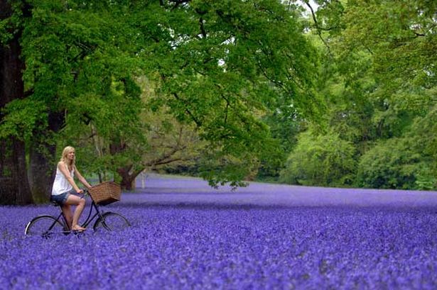 one-of-britains-largest-area-of-natural-native-bluebells-peaked-into-a-sea-of-blue-this-weekend-at-enys-garden-penryn-cornwall-pic-mike-thomas-108073550