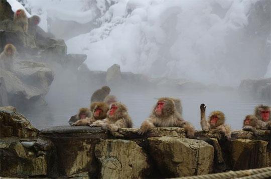 อุทยานลิงภูเขา ภูเขาจิโคกุดานิ ประเทศญี่ปุ่น
