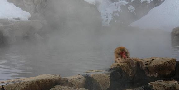อุทยานลิงภูเขา ภูเขาจิโคกุดานิ ประเทศญี่ปุ่น