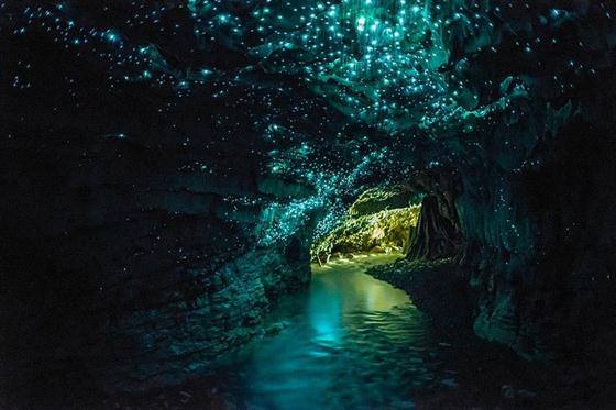 มหัศจรรย์ ถ้ำหนอนเรืองแสง สุดสวย Waitomo Glowworm Caves 