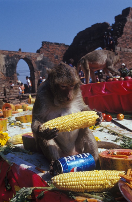 งานเลี้ยงโต๊ะจีนลิง ครั้งที่ 25 ที่ ลพบุรี
