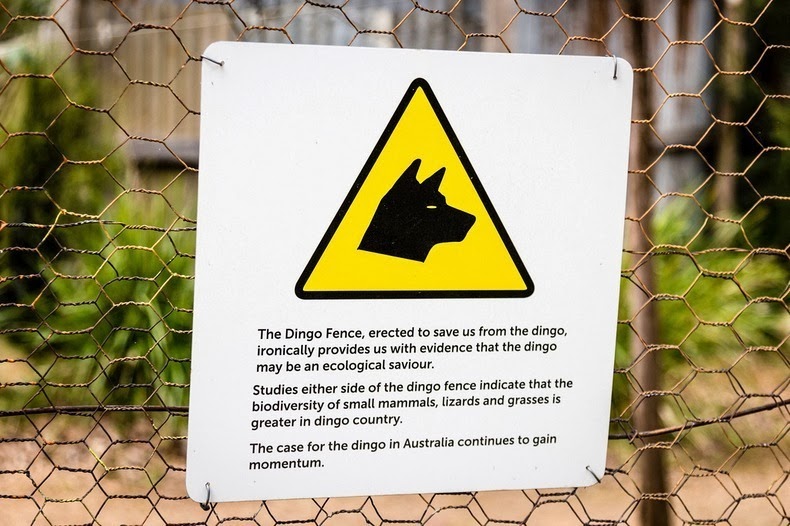 รั่วกันหมาป่า "Dingo Fence" ยาวที่สุดในโลก!