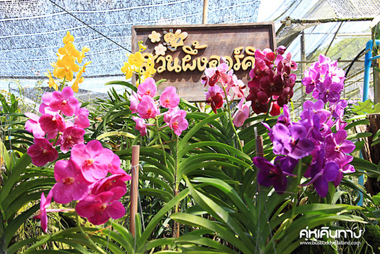 ชิลๆ กับ 10 สถานที่ เที่ยวสวนผึ้ง ราชบุรี
