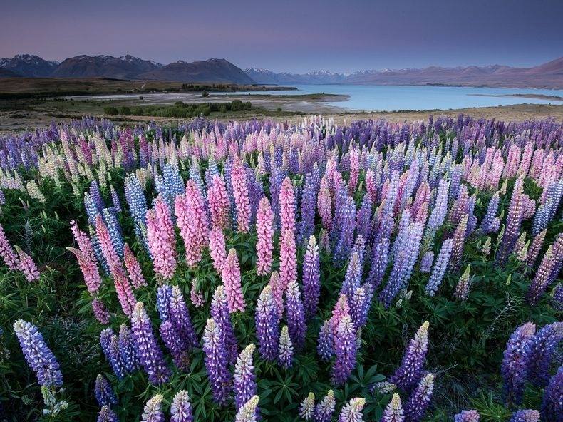ลูพิน ดอกไม้ริมทะเลสาบเทคาโป ประเทศนิวซีแลนด์