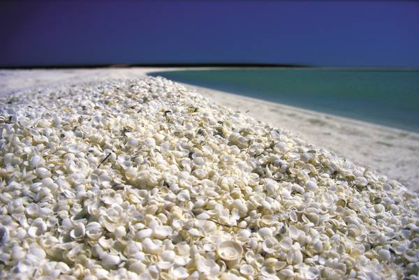 หาดเปลือกหอย (Shell Beach) ที่ออสเตรเลีย 
