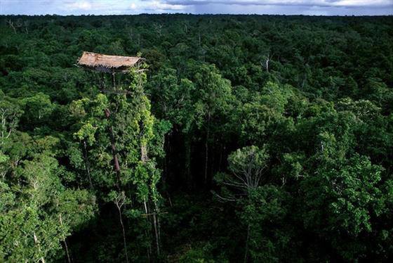 บ้านต้นไม้ สุดสูงท่ามกลางป่าไม้ใน ประเทศอินโดนีเซีย