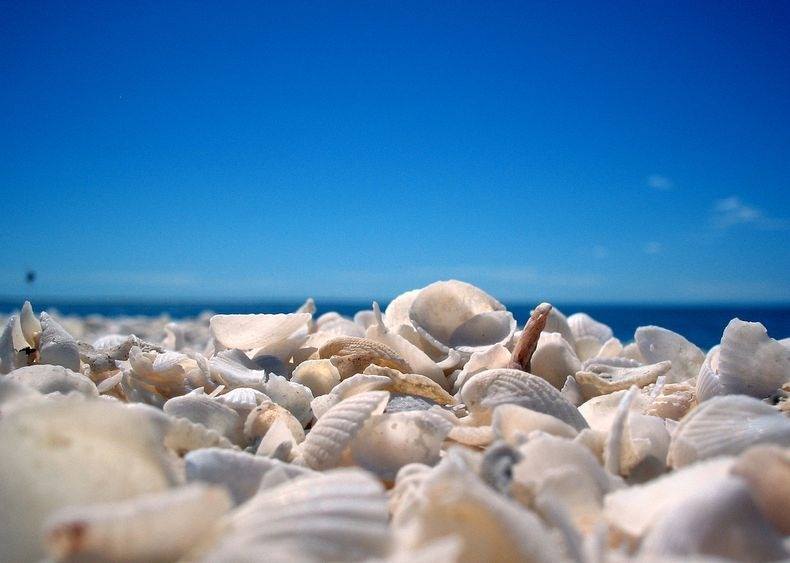 หาดเปลือกหอย (Shell Beach) ที่ออสเตรเลีย