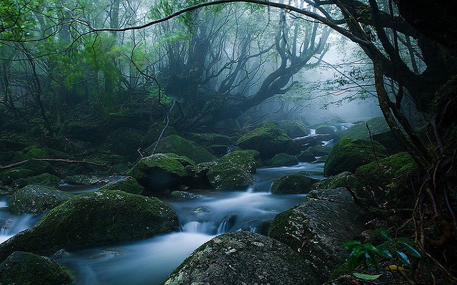 ท่องป่าดึกดำบรรพ์ยากุชิมะ เสน่ห์ลึกลับแห่ง เกาะยากุ ญี่ปุ่น