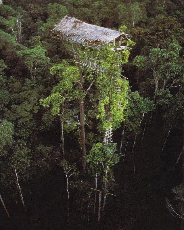 บ้านต้นไม้ สุดสูงท่ามกลางป่าไม้ใน ประเทศอินโดนีเซีย
