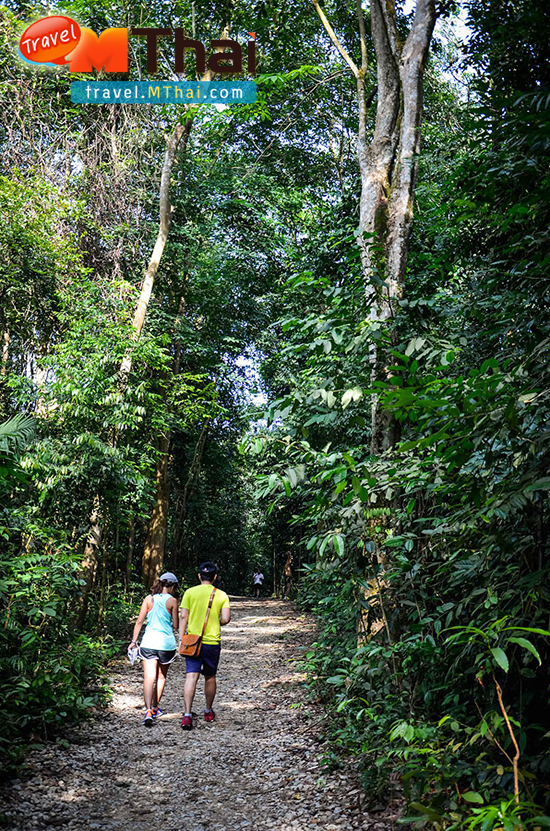 ทรีท็อปส์ วอล์คกิ้ง (TreeTop Walk) ท่องป่า สัมผัสลมหายใจของสิงคโปร์