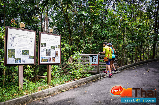 ทรีท็อปส์ วอล์คกิ้ง (TreeTop Walk) ท่องป่า สัมผัสลมหายใจของสิงคโปร์
