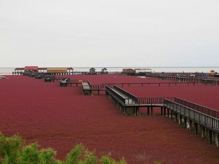 ตื่นตา! หาดสีแดงสด ณ เมืองผ่านจิน ประเทศจีน