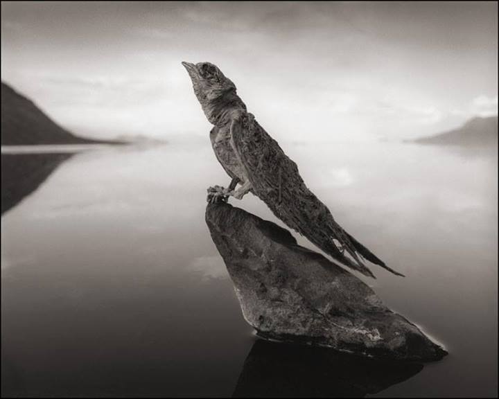 ชมรูปซากสัตว์กลายเป็นหิน ที่ ทะเลสาบเมดูซ่า