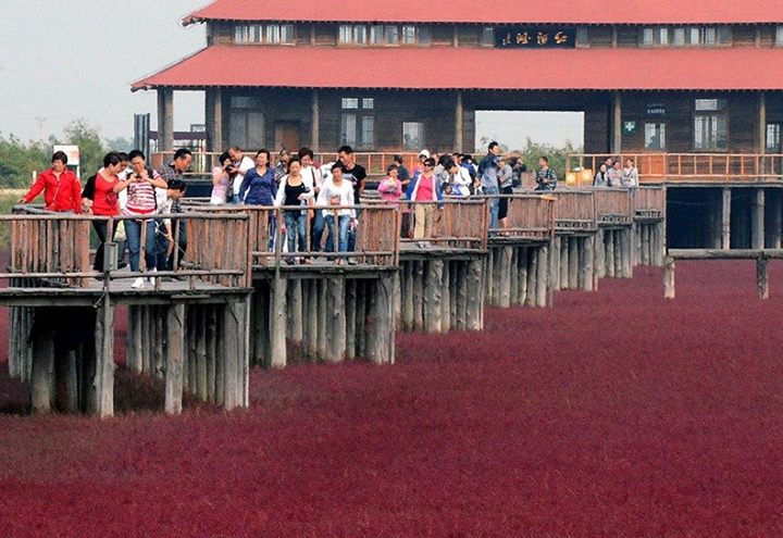 ตื่นตา! หาดสีแดงสด ณ เมืองผ่านจิน ประเทศจีน