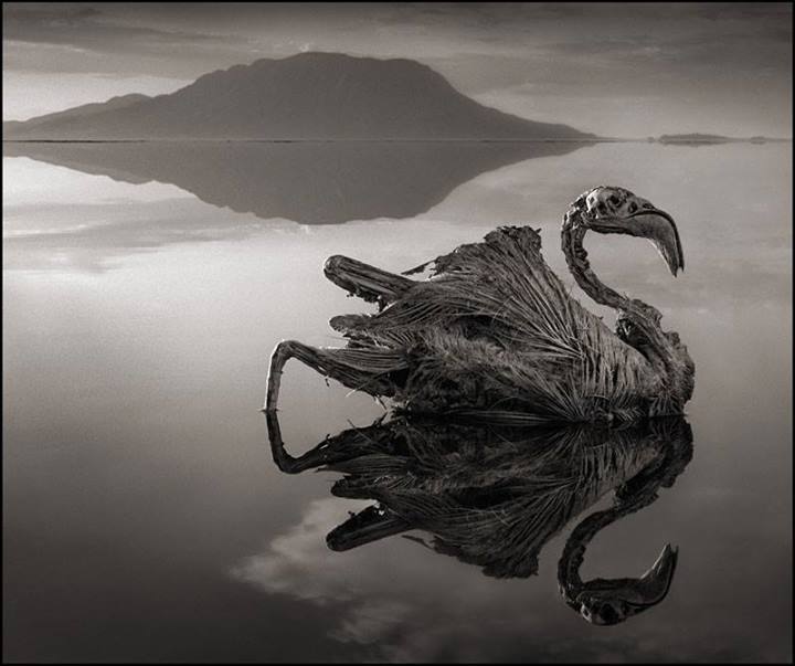 ชมรูปซากสัตว์กลายเป็นหิน ที่ ทะเลสาบเมดูซ่า