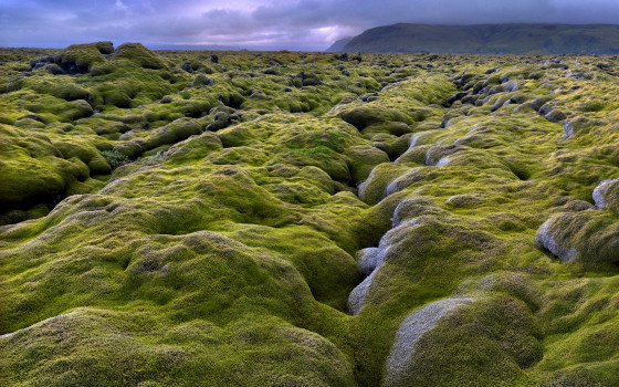 ไปสัมผัส ทุ่งมอสส์ หนานุ่มที่ Moss covered lava fields