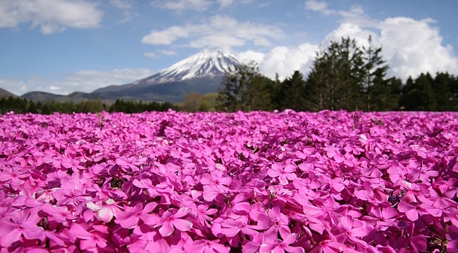 ตื่นตา! ทุ่งดอกชิบะซากุระ งดงามดั่งพรมผืนยักษ์ ในญี่ปุ่น