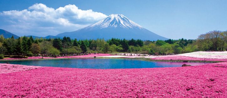 ตื่นตา! ทุ่งดอกชิบะซากุระ งดงามดั่งพรมผืนยักษ์ ในญี่ปุ่น