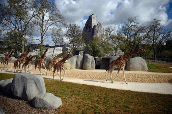 สวนสัตว์ปารีส เตรียมเปิดให้บริการอีกครั้งในวันเสาร์นี้