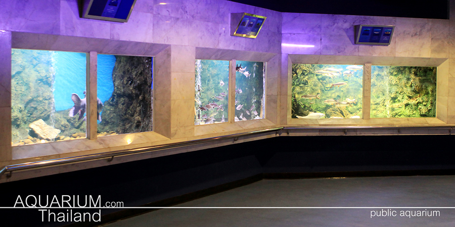 พิพิธภัณฑ์สัตว์น้ำจืด กรุงเทพฯ แสดงสัตว์น้ำแห่งแรกในไทย