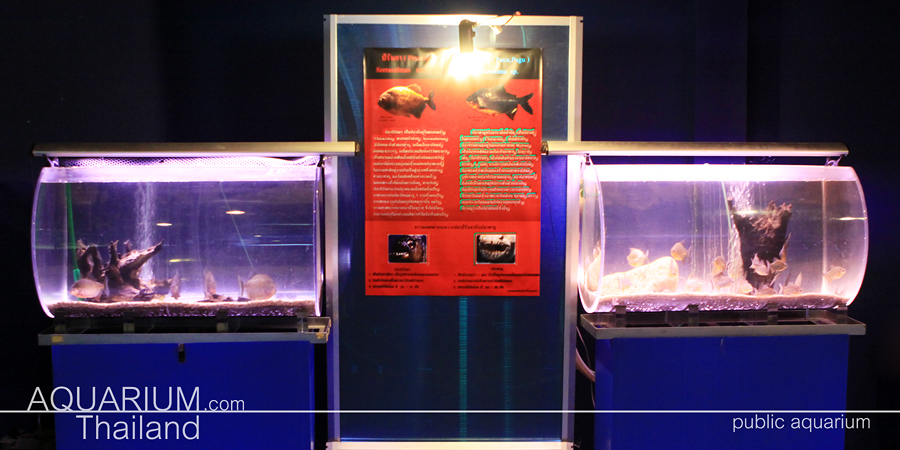 พิพิธภัณฑ์สัตว์น้ำจืด กรุงเทพฯ แสดงสัตว์น้ำแห่งแรกในไทย