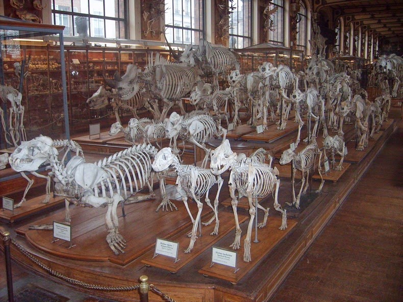 gallery-of-comparative-anatomy-132