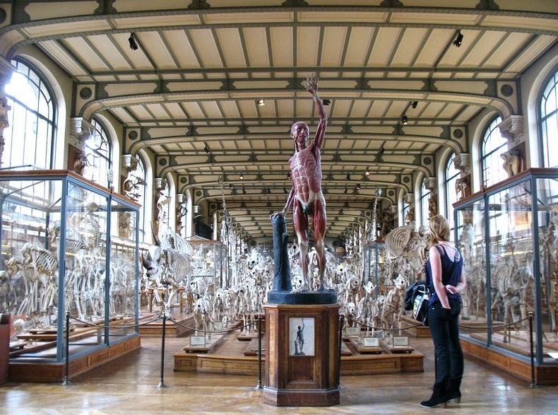 gallery-of-comparative-anatomy-62