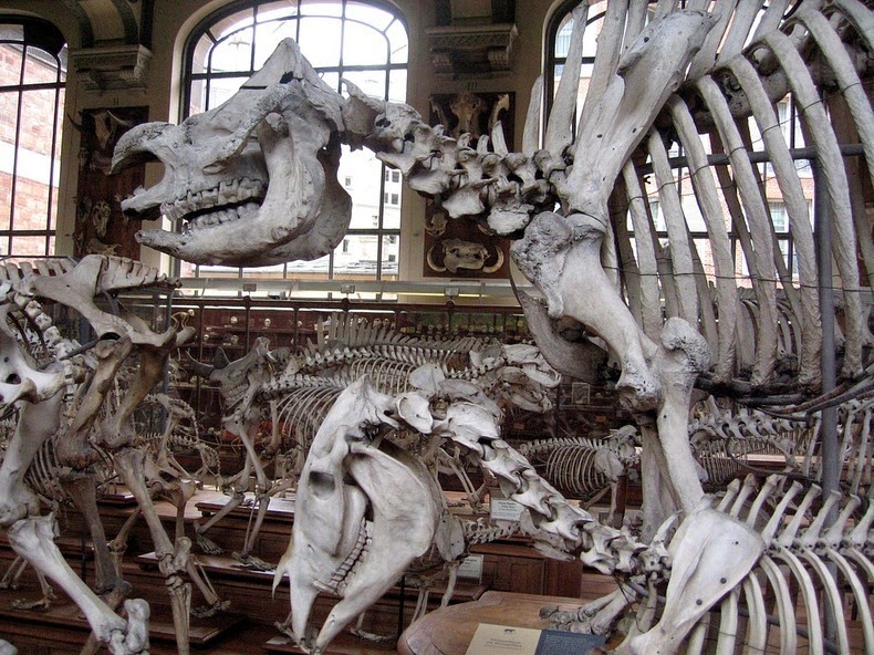 gallery-of-comparative-anatomy-92