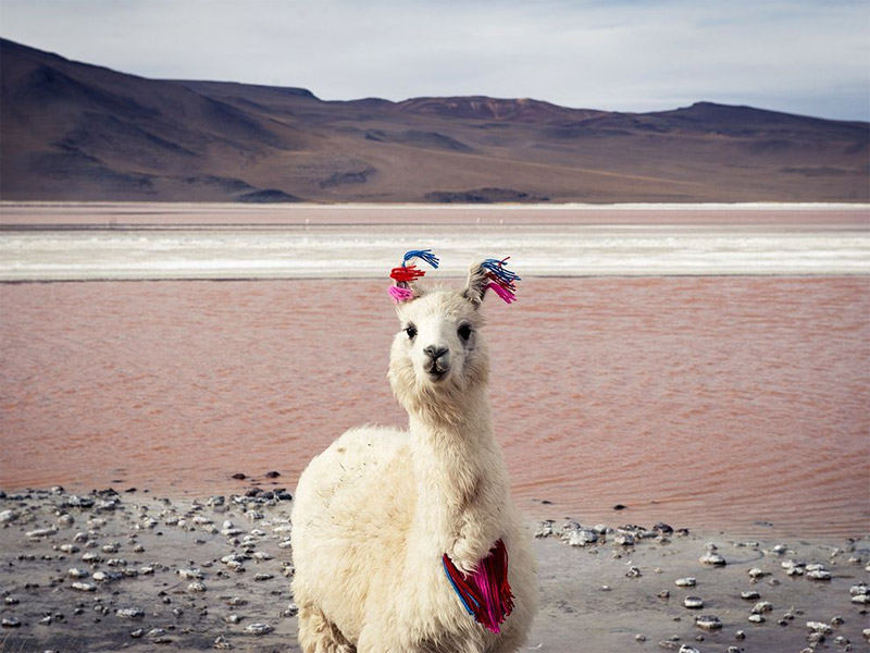 Photo of the Day: Beribboned in Bolivia