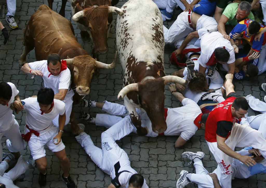 Runners fall in the path of an Alcurrucen fighting bull and steers during the San Fermin festival in Pamplona