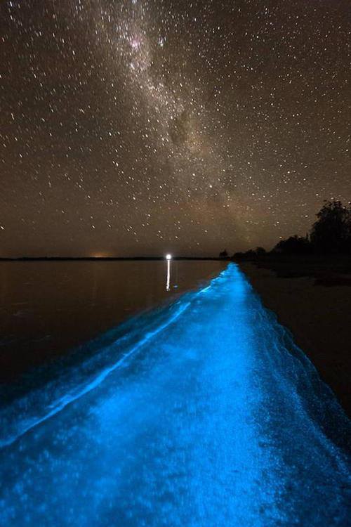 Bioluminescent Bay3